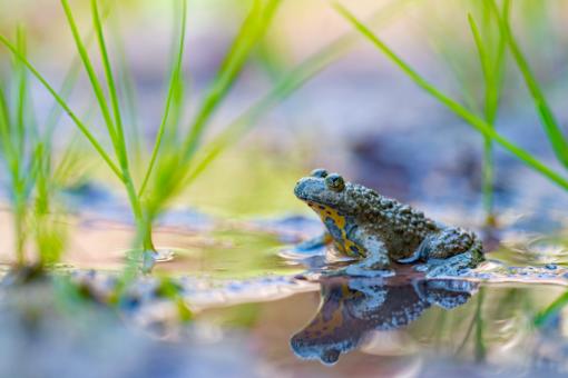 Die Gelbbauchunke (Bombina variegata) ist in Kleinstgewässern wie wassergefüllten Fahrspuren zu finden